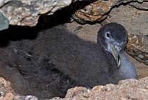 Scopoli&#39;s shearwater (Calonectris diomedea) chick on nest within rocks. Nature Reserve, Savage Islands, Madeira.