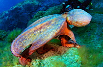 Common Octopus (Octopus vulgaris) on sea floor, diver observing in background. La Gomera, Canary Islands.
