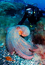 Common Octopus (Octopus vulgaris) resting on sea floor, diver observing in background. La Gomera, Canary Islands.