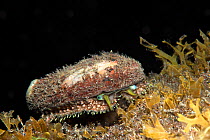 Green ormer (Haliotis tuberculata coccinea) on sea floor. Tenerife, Canary Islands.