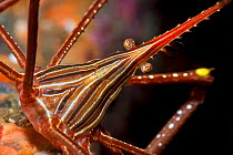 Arrow crab (Sternorhynchus lanceolatus), close up. Tenerife, Canary Islands.