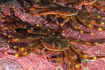 Sally lightfoot crab (Percnon gibbesi) group. Tenerife, Canary Islands.