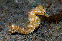 Short-snouted seahorse (Hippocampus hippocampus) on sea floor. Tenerife, Canary Islands.
