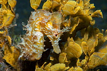 Short-snouted seahorse (Hippocampus hippocampus). Tenerife, Canary Islands.