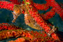 Short-snouted seahorse (Hippocampus hippocampus) anchored on Red sea fan (Alcyonacea sp). Tenerife, Canary Islands.
