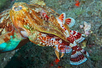 Cuttlefish (Sepia officinalis) feeding on Scorpionfish (Scorpaenidae). Tenerife, Canary Islands.