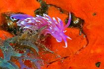 Nudibranch (Flabellina affinis). Canary Islands, Tenerife.