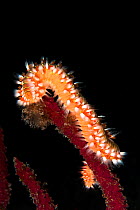 Fire worm (Hermodice carunculata), Tenerife, Canary Islands.
