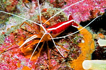 Red-backed cleaner shrimp (Lysmata grabhami). Tenerife, Canary Islands.