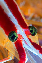 Red-backed cleaner shrimp (Lysmata grabhami) head, close up. Tenerife, Canary Islands.