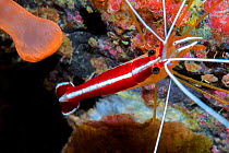 Red-backed cleaner shrimp (Lysmata grabhami), view from above. Tenerife, Canary Islands.