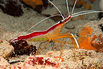 Red-backed cleaner shrimp (Lysmata grabhami) on sandy sea floor. Tenerife, Canary Islands.