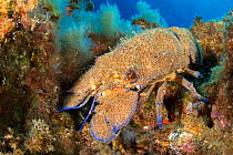 Rock lobster (Scyllarides latus). El Hierro, Canary Islands.