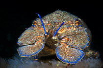 Rock lobster (Scyllarides latus). El Hierro, Canary Islands.