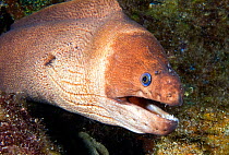 Brown moray eel (Gymnothorax unicolor), portrait. Tenerife, Canary Islands.