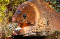 Brown moray eel (Gymnothorax unicolor), portrait. Tenerife, Canary Islands.