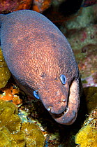 Brown moray eel (Gymnothorax unicolor), view from above. Tenerife, Canary Islands.