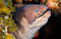 Brown moray eel (Gymnothorax unicolor), portrait. El Hierro, Canary Islands.