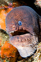 Brown moray eel (Gymnothorax unicolor), portrait. La Gomera, Canary Islands.