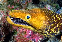 Fangtooth moray (Enchelycore anatina) with open mouth, portrait. Tenerife, Canary Islands.