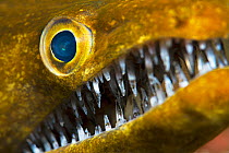 Fangtooth moray (Enchelycore anatina), close up of eye and open mouth with teeth. Tenerife, Canary Islands.