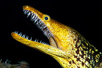 Fangtooth moray (Enchelycore anatina) with open mouth, portrait. Tenerife, Canary Islands.
