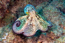 Common octopus (Octopus vulgaris). Canary Islands, Tenerife.