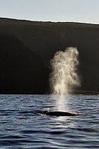 Bryde&#39;s whale (Balaenoptera brydei) blowing, exhaling air and spray from blowhole in coastal waters. Montana de Guaza, Tenerife, Canary Islands.
