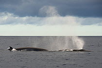 Bryde&#39;s whale (Balaenoptera brydei) blowing, exhaling air and water spray from blowhole. Tenerife, Canary Islands.
