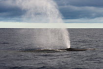 Bryde&#39;s whale (Balaenoptera brydei) blowing, exhaling air and water spray from blowhole. Tenerife, Canary Islands.