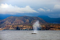 Bryde&#39;s whale (Balaenoptera brydei) blowing, exhaling water and air from blowhole, in coastal waters. Tenerife, Canary Islands.