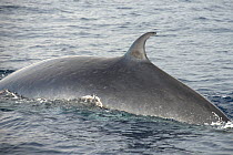 Bryde&#39;s whale (Balaenoptera brydei) fin visible at surface. Tenerife, Canary Islands.