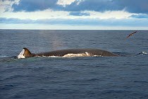 Bryde&#39;s whale (Balaenoptera brydei) fin visible at surface. Tenerife, Canary Islands.