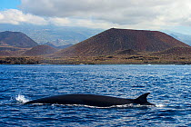 Bryde&#39;s whale (Balaenoptera brydei) fin at surface in coastal waters, volcano in background. Punta Rasca, Tenerife, Canary Islands.