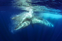 Bryde&#39;s whale (Balaenoptera brydei) feeding. Tenerife, Canary Islands.