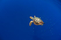 Loggerhead sea turtle (Caretta caretta).Tenerife, Canary Islands.