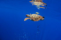 Loggerhead sea turtle (Caretta caretta), reflected in water surface.Tenerife, Canary Islands.