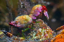 Shrimp (Trachycaris restricta), close up. Tenerife, Canary Islands.