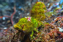 Shrimp (Trachycaris restricta), close up. Tenerife, Canary Islands.