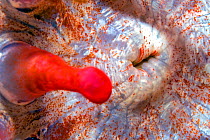 Club tipped anemone (Telmatactis cricoides) mouth and tentacle, close up. Tenerife, Canary Islands.