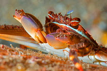 Sally lightfoot crab (Percnon gibbesi). Tenerife, Canary Islands.