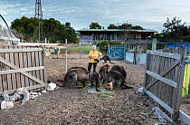 Wild Kangaroo Island Kangaroos (Macropus fuliginosus fuliginosus) gathering at the back gate of animal rescuer Sandy Carey's house for a free breakfast with her chicken. Some of these kangaroos a...