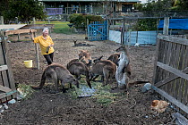 Wild Kangaroo Island Kangaroos (Macropus fuliginosus fuliginosus) gathering at the back gate of animal rescuer Sandy Carey's house for a free breakfast with her chicken. Some of these kangaroos a...