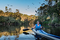CEO of the Australian Conservation Foundation (ACF) Kelly O'Shanassy, paddling down the Yarra River, Melbourne, watching a colony of Grey-headed Flying foxes (Pteropus poliocephalus) that now liv...