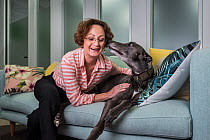 Glenys Oogjes, CEO of Animals Australia - one of Australia's most experienced animal advocates - with ?Blue the Grey', a rescued greyhound, March 2017, Animals Australia Office, North Melbou...