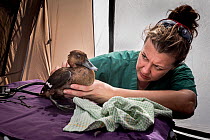 Veterinarian Natasha Bassett examining a female Hardhead Duck (Aythya australis) for shotgun wounds in a triage tent that has been set up on the banks of a lake during the opening of duck hunting seas...