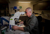 Veterinarian and koala expert, Jon Hanger from the Endeavour Ecology Center, looking at a slide with a Koala (Phascolarctos cinereus) blood sample. Toorbul, Queensland, Australia. April, 2017.  Edito...