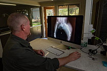 Veterinarian and koala expert, Jon Hanger from the Endeavour Ecology Center, looks at an x-ray of a Koala (Phascolarctos cinereus) whose leg has been broken from a car accident. Toorbul, Queensland, A...