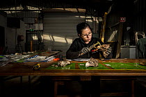 Leah Tsang, ornithological expert from the Australian Museum, examines evidence skulls to determine whether they are Wedge-tailed Eagles (Aquila audax) as part on an ongoing investigation around the p...