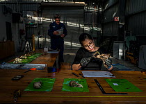 Leah Tsang, ornithological expert from the Australian Museum, examines evidence skulls to determine whether they are wedge-tailed eagles (Aquila audax) as part on an ongoing investigation around the p...